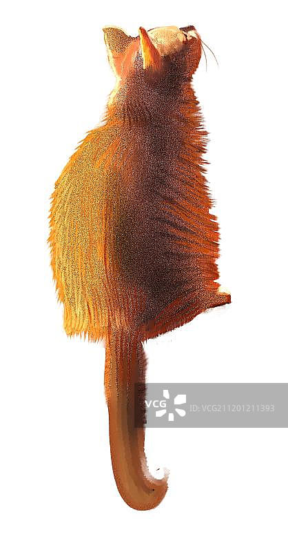 胖橘猫图片素材