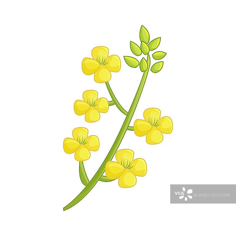 黄色卡通油菜花图片素材