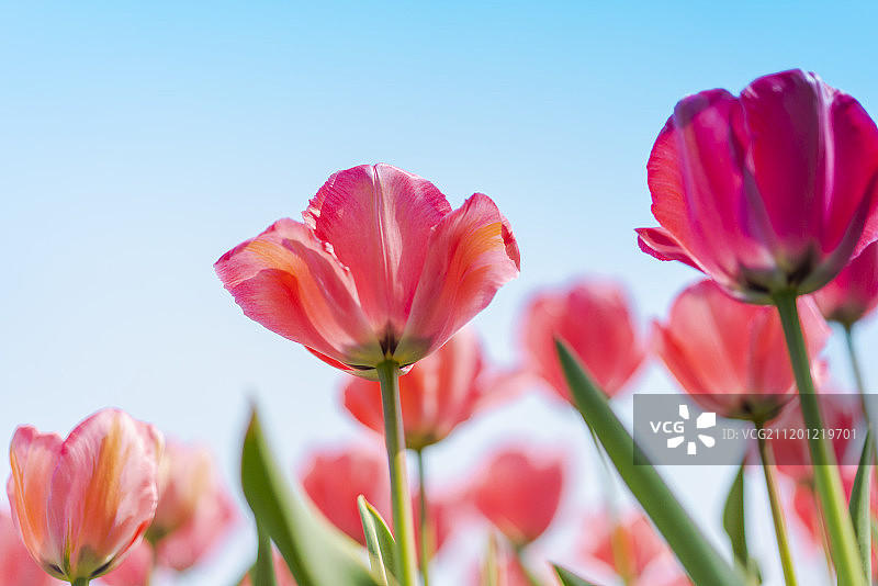 春天里的郁金香花开图片素材