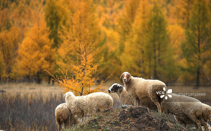 内蒙古赤峰的羊群图片素材