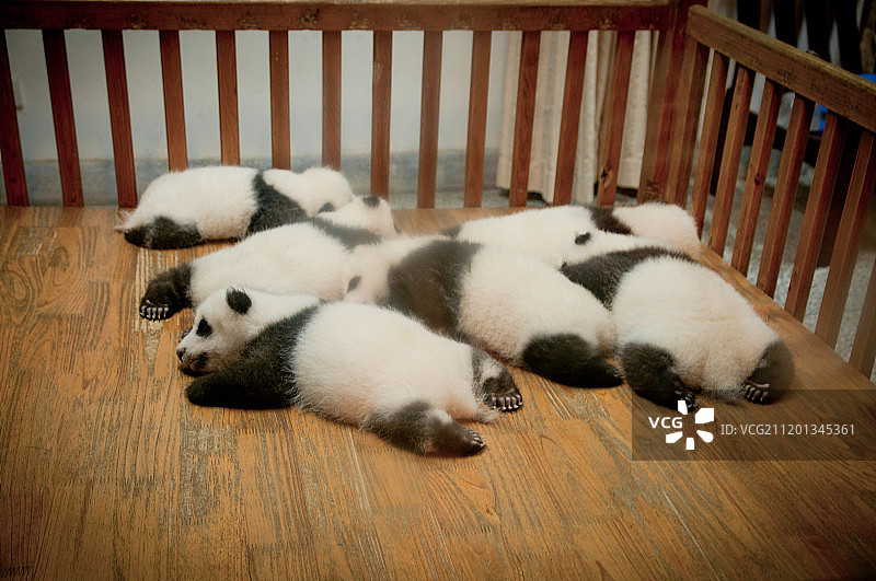 四川成都大熊猫基地图片素材