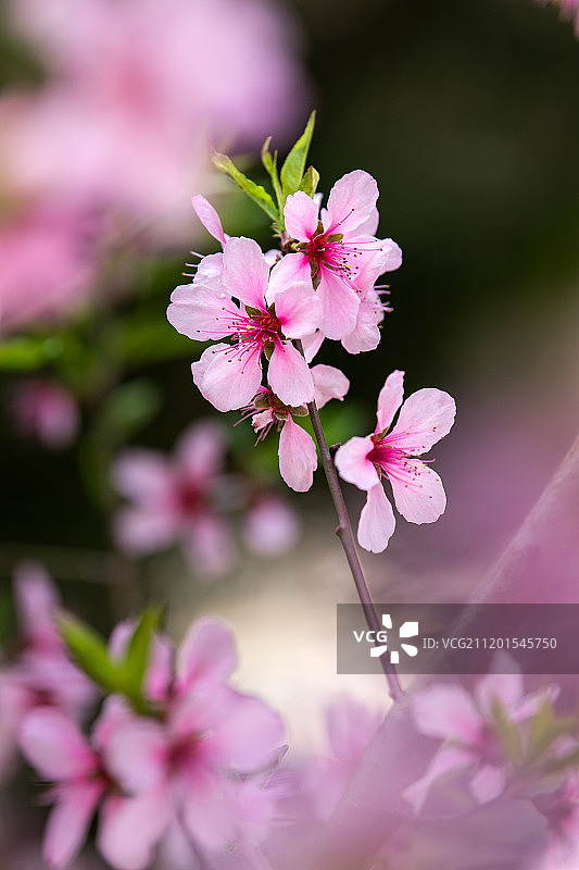 泰山桃花峪图片素材