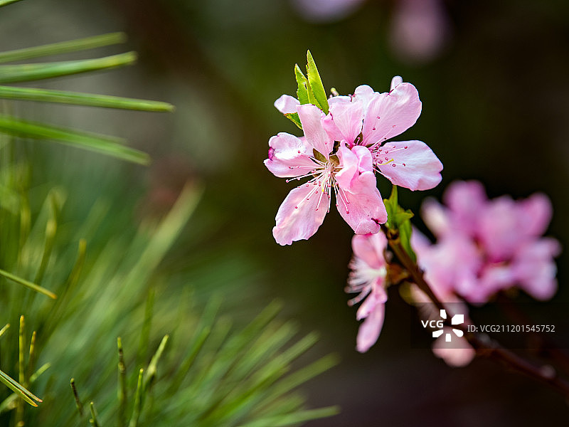 泰山桃花峪图片素材