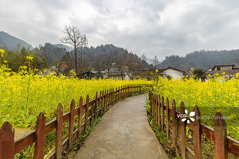 青木川春天天园里的油菜花图片素材