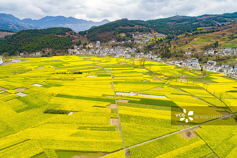航拍汉中春天美丽的油菜花海图片素材