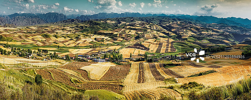 新疆昌吉万亩麦田图片素材