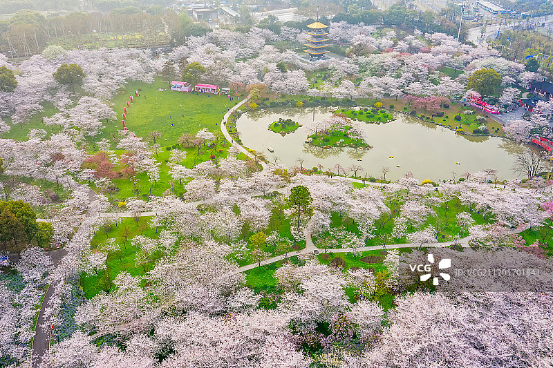 航拍樱花季武汉樱花园图片素材