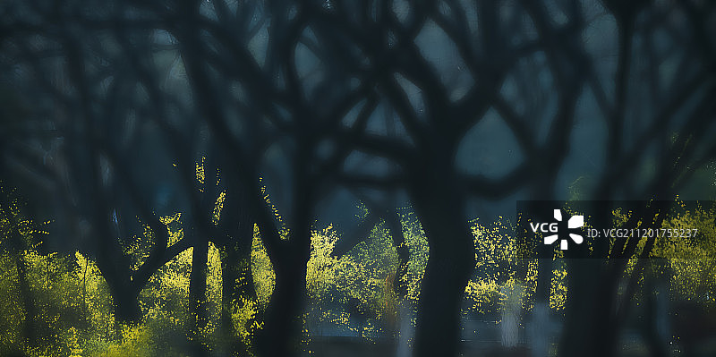 山东济南林间春讯图片素材