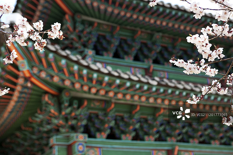 樱花与韩国传统建筑摄影图片素材