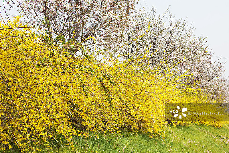 春季连翘树图片素材