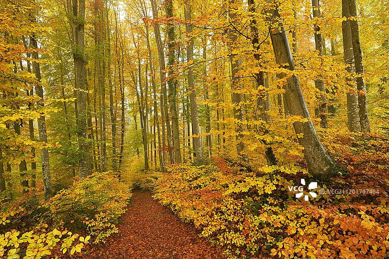 瑞士阿尔高州林登贝格的秋季山毛榉森林图片素材