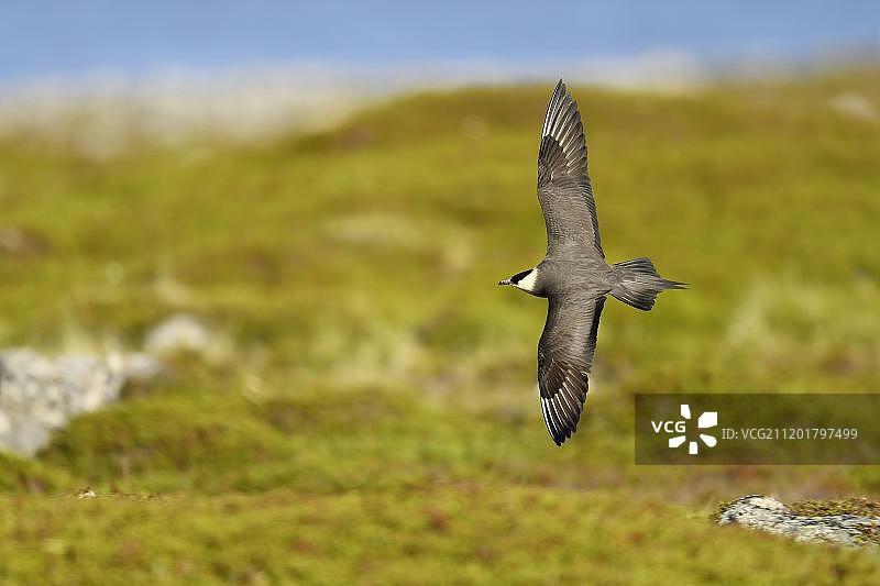 北极贼鸥飞过苔原（挪威，芬马克郡，瓦朗厄尔）图片素材