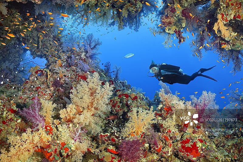 潜水员观察突破珊瑚礁：红海软珊瑚、石珊瑚和海绵图片素材