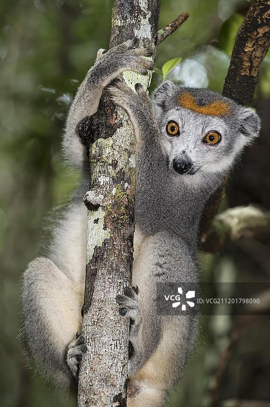 非洲马达加斯加的冕狐猴图片素材