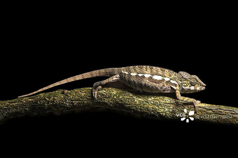 帕森变色龙（非洲马达加斯加）图片素材
