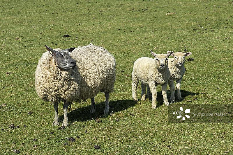 特塞尔绵羊母羊与羔羊双胞胎，北海沿岸沼泽地，德国石勒苏益格荷尔斯泰因州，欧洲图片素材