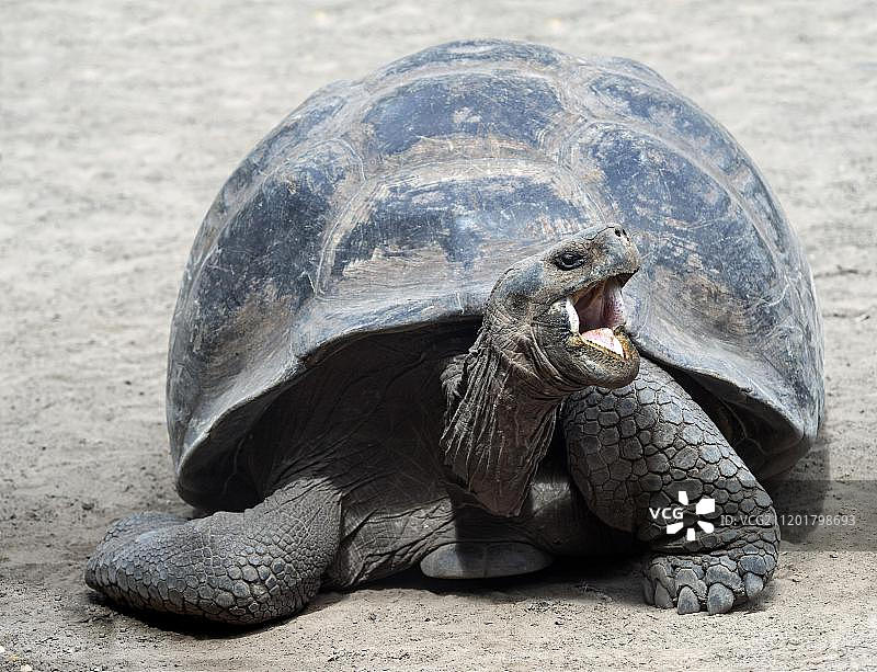 加拉帕戈斯群岛的巨龟(Chelonoidis nigra ssp)，伊莎贝拉岛图片素材