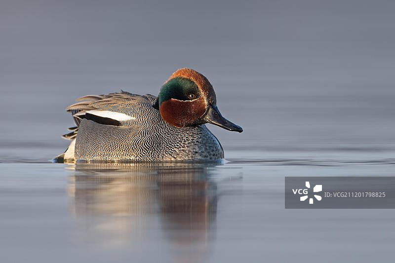 雄性欧亚绿翅鸭：欧洲最小的鸭子品种图片素材