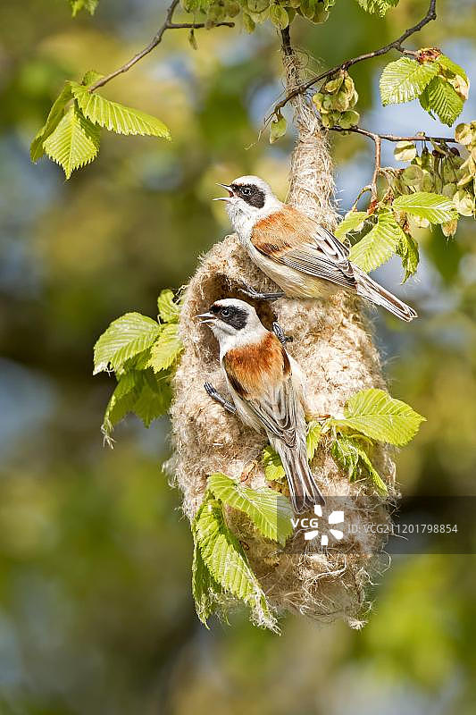 攀雀在易北河中游生物圈保护区悬挂的巢穴中筑巢（德国）图片素材