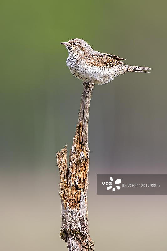 欧亚蚁䴕，德国萨克森-安哈尔特州图片素材