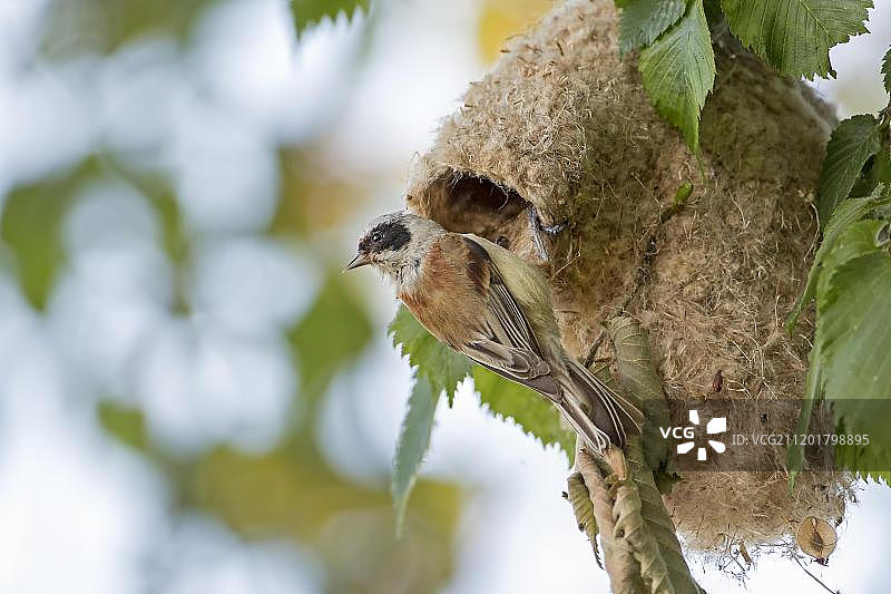 在巢中的成年欧亚攀雀，德国图片素材