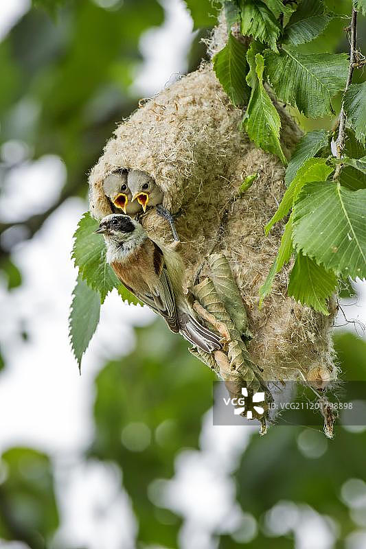 欧亚攀雀（Remiz pendulinus），成鸟在巢中喂养幼鸟，德国萨克森-安哈尔特州图片素材
