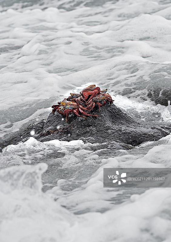 加拉帕戈斯群岛伊莎贝拉岛的红岩蟹图片素材