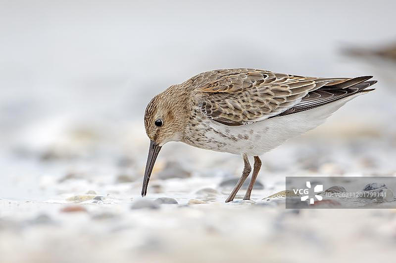 在黑尔戈兰岛觅食的红腹滨鹬图片素材