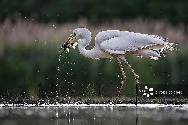 白鹭（Ardea alba）在匈牙利基什孔绍格国家公园寻找食物，以鱼为食图片素材