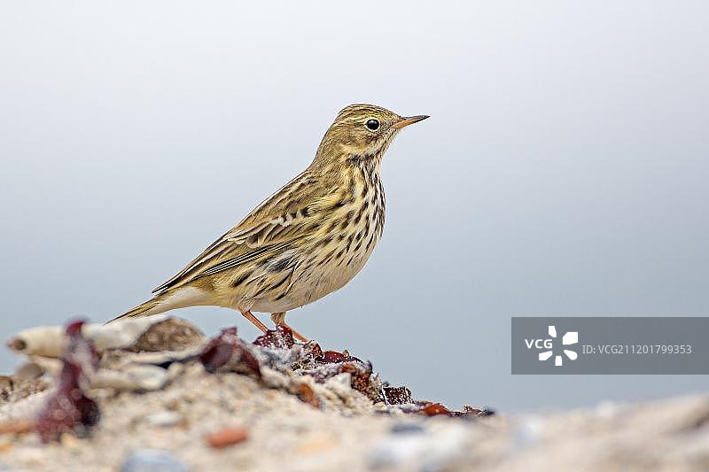 鹨，前波莫瑞州潟湖区国家公园，德国梅克伦堡-前波莫瑞州，欧洲图片素材
