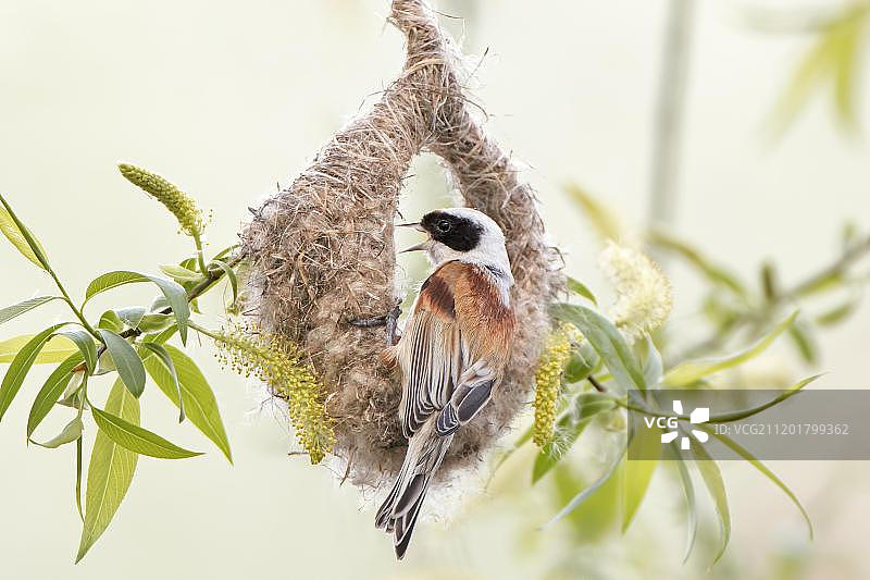 欧亚攀雀雄鸟在筑巢时求偶，德国萨克森-安哈尔特图片素材