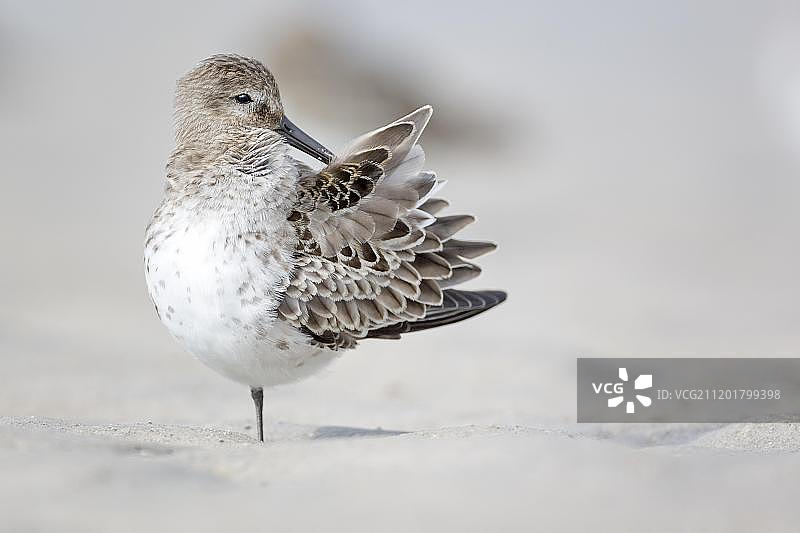 在德国石勒苏益格-荷尔斯泰因州自我清洁的矶鹬图片素材