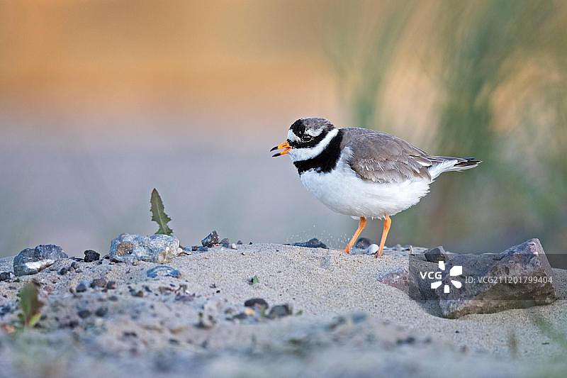 环颈鸻在沙滩上，荷兰特塞尔岛图片素材