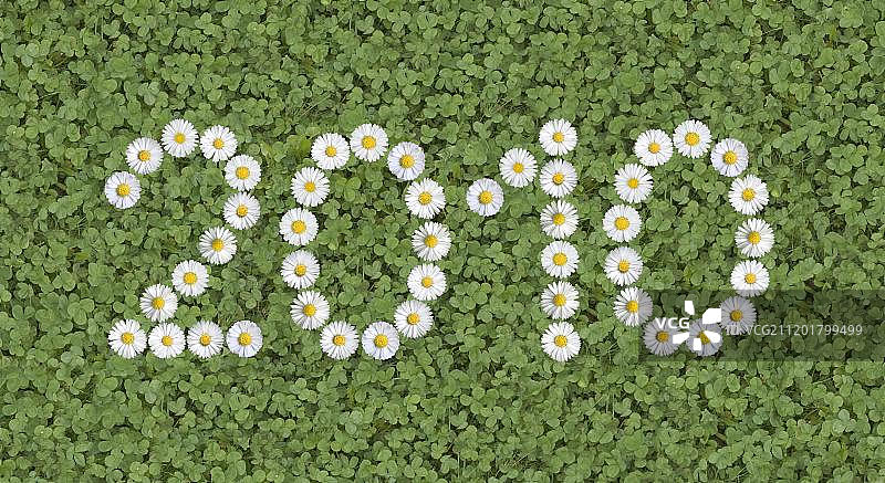 2010年雏菊花卉字样图片素材