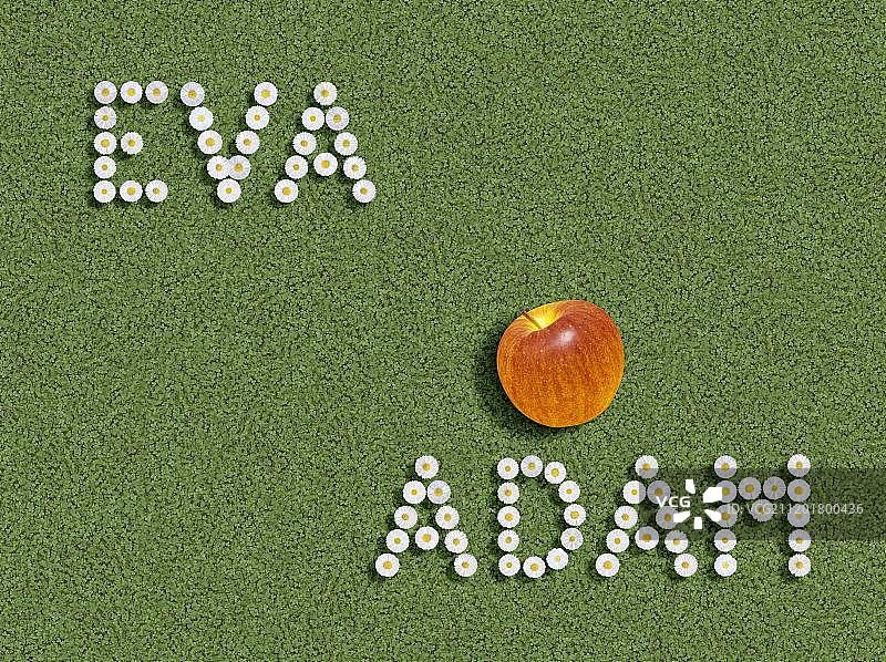 亚当和夏娃的名字用雏菊写在三叶草草地上图片素材