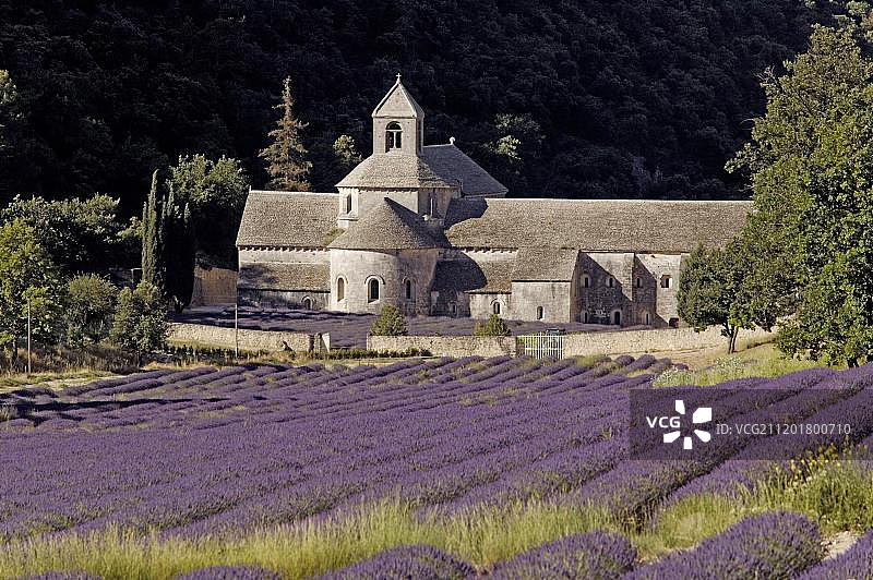 塞南克修道院，沃克吕兹，法国南部图片素材