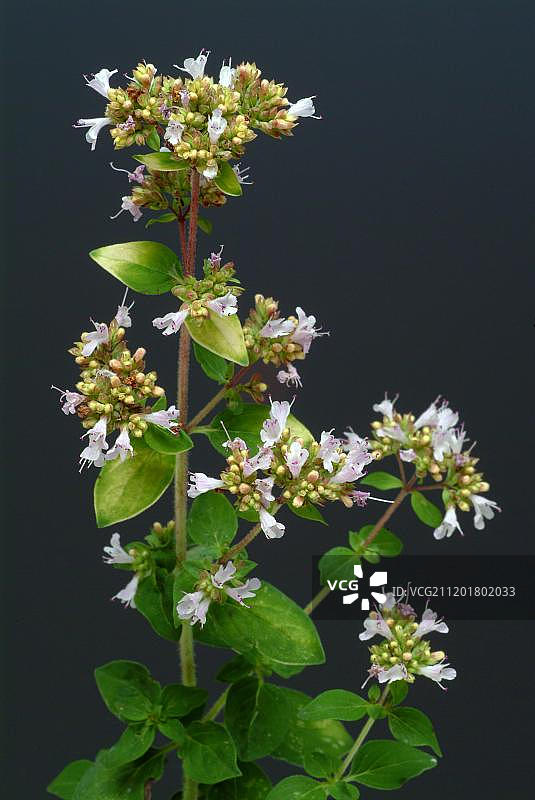 牛至或马郁兰图片素材