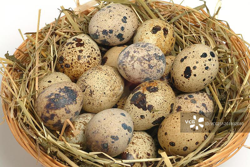 鸟巢中的鹌鹑蛋图片素材