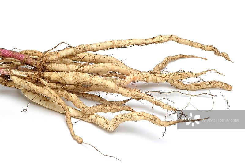 水芹（Sium sisarum）根图片素材