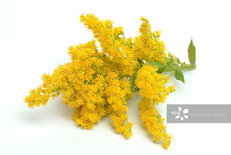 加拿大一支黄花药用植物图片素材