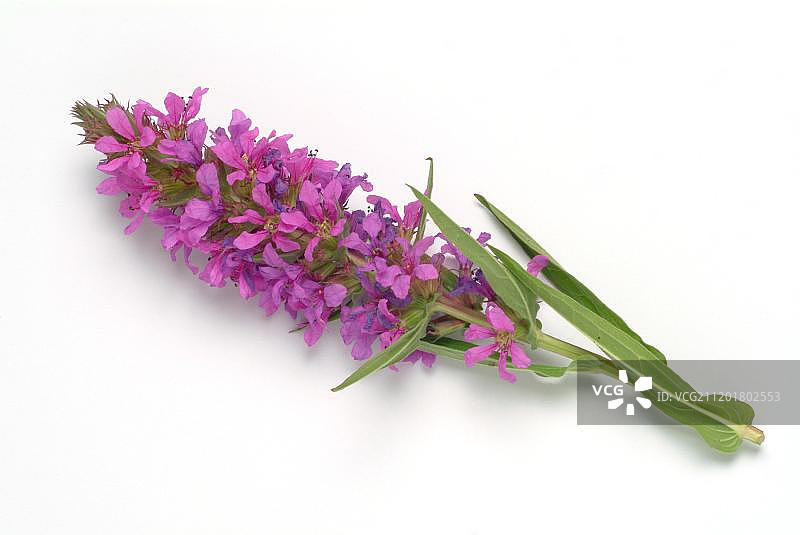 千屈菜，药用植物图片素材