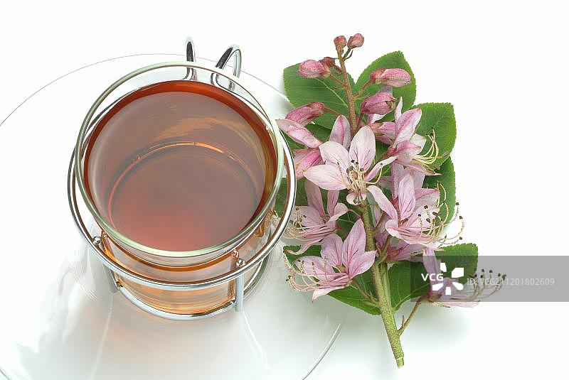 白鲜的燃烧灌木，草药茶，药茶图片素材