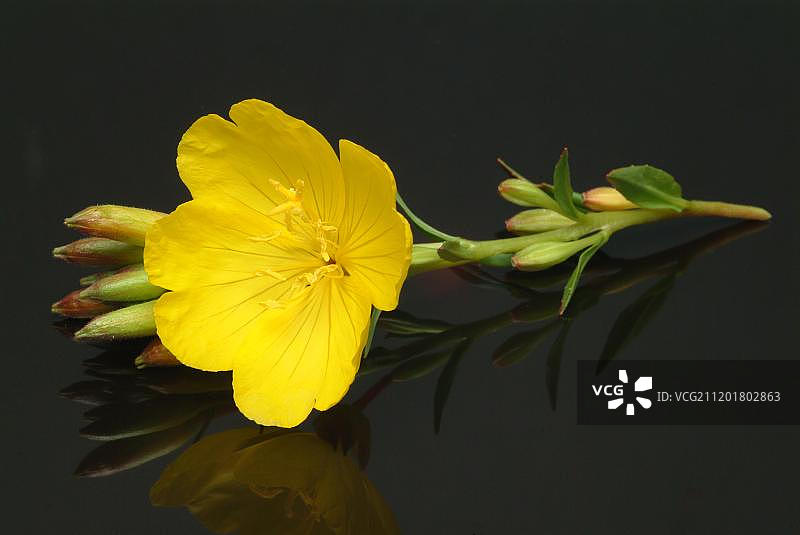 待霄草，药草图片素材