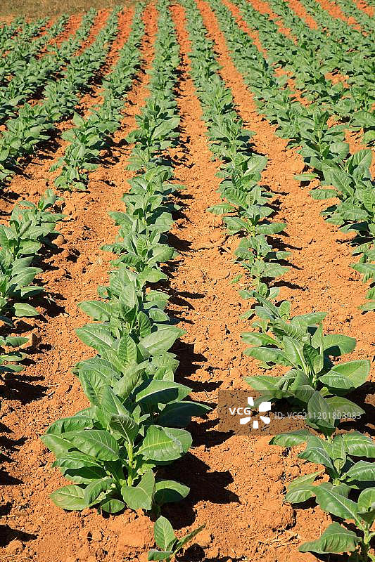 比尼亚莱斯山谷的烟草田，古巴图片素材