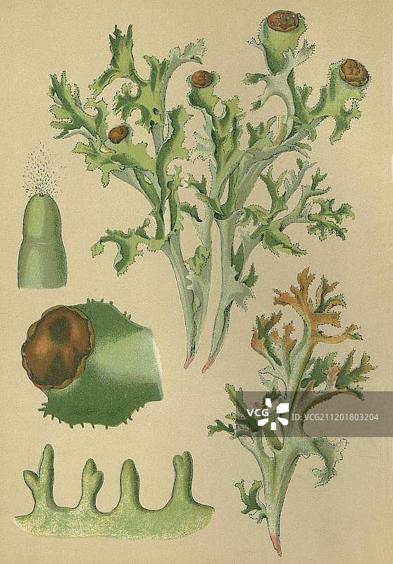 冰岛苔藓（冰岛衣藻），药用植物，1880年历史的彩色石印图片素材