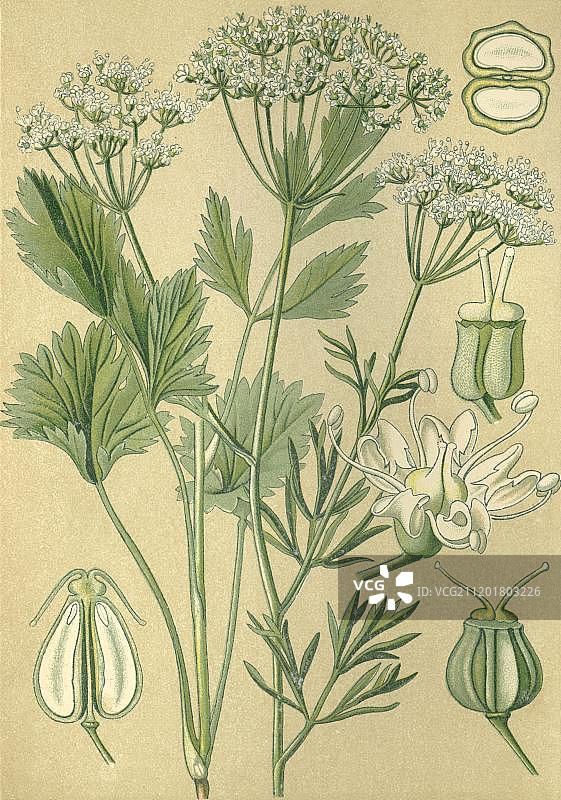 茴香或大茴香（Pimpinella anisum），药用植物，1880年的历史彩 lithograph图片素材