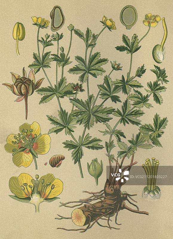委陵菜或七叶委陵菜（Tormentilla, Potentilla erecta），药用植物，1880年历史彩色石印图片素材