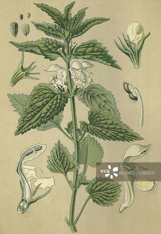 白色荨麻（白花益母草），药用植物，1880年历史彩色石印画图片素材