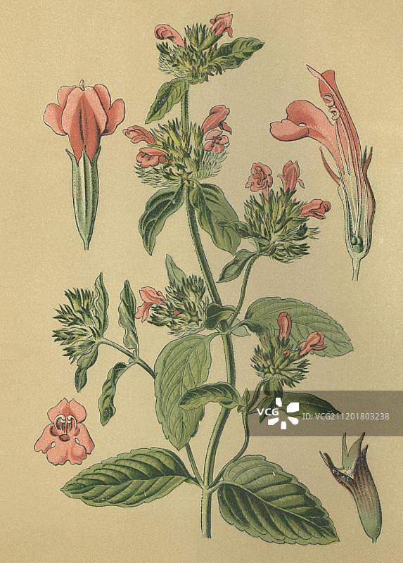 野生罗勒（香薄荷），药用植物，1880年历史彩版图片素材