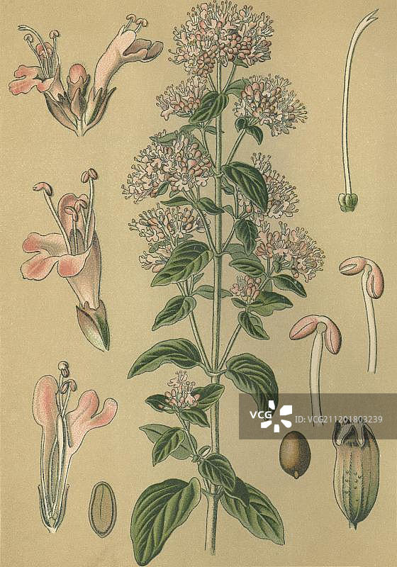 药用植物牛至（普通牛至），1880年历史彩色石印图片素材